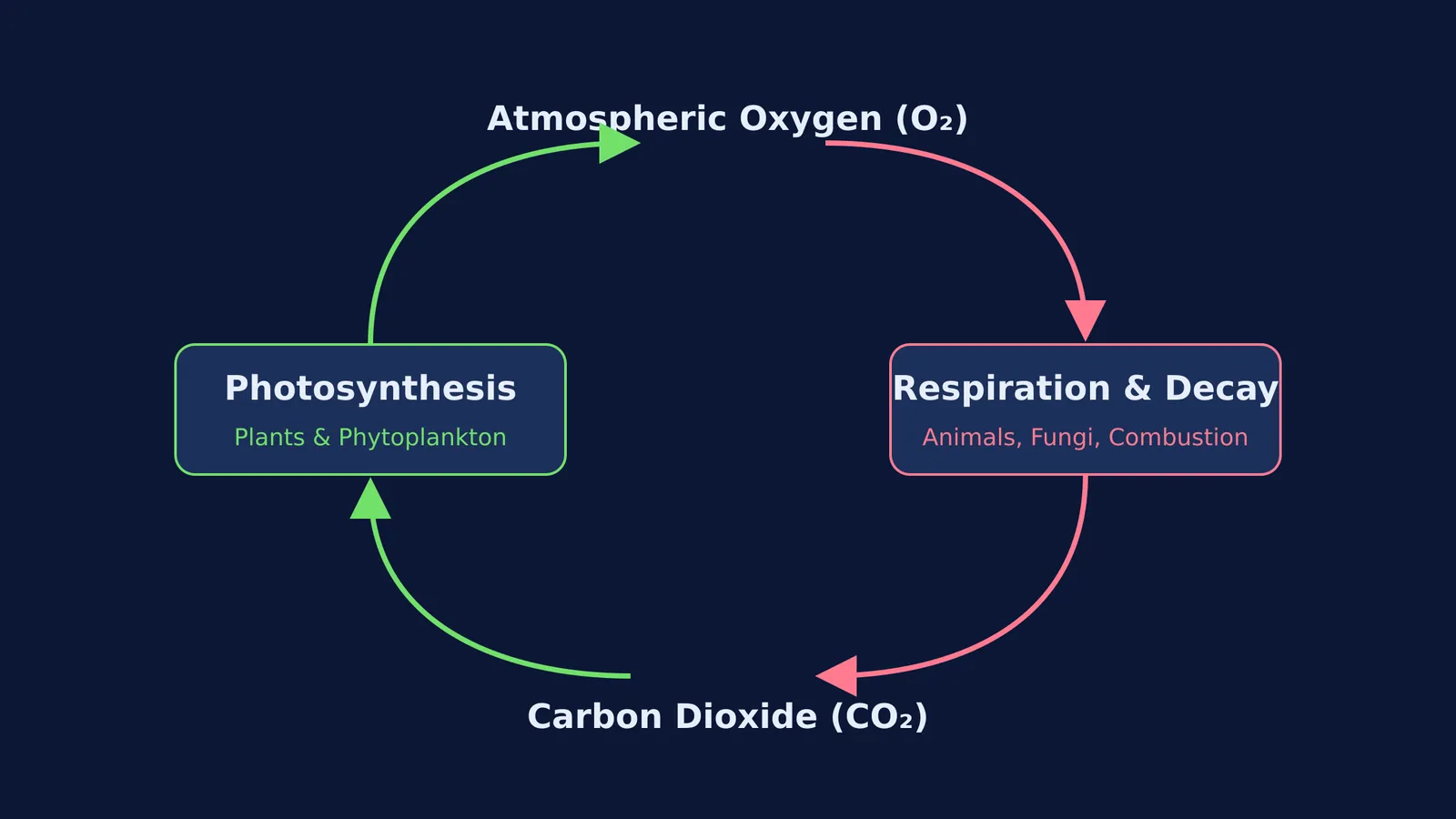A diagram of the oxygen cycle showing photosynthesis and respiration.