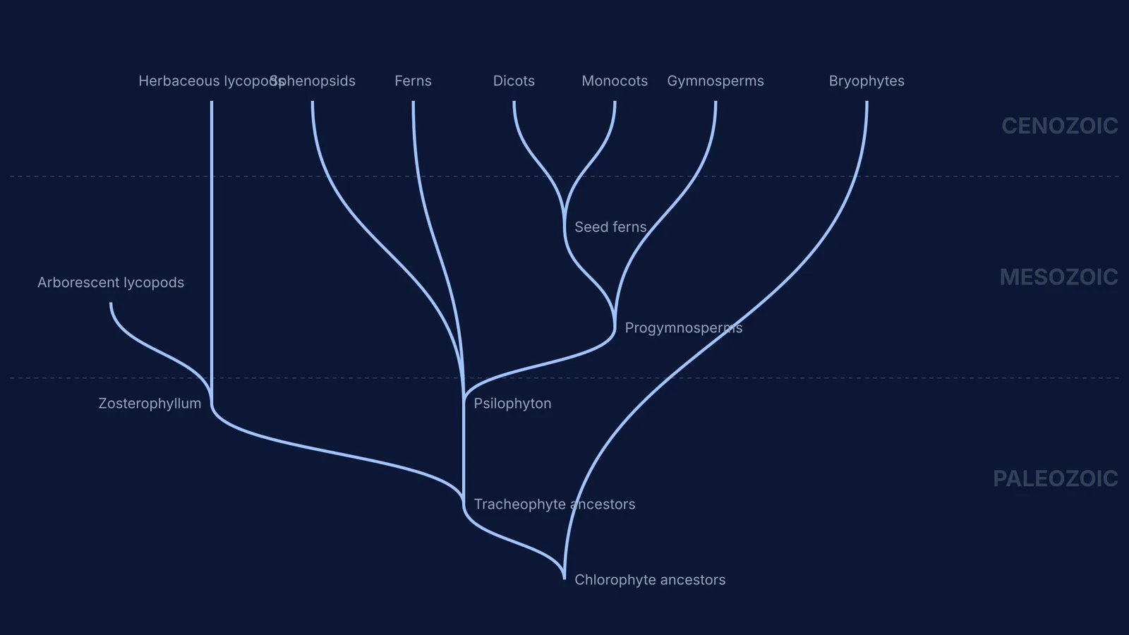 A diagram tracing the evolution of plant lineages across the Paleozoic, Mesozoic, and Cenozoic eras.