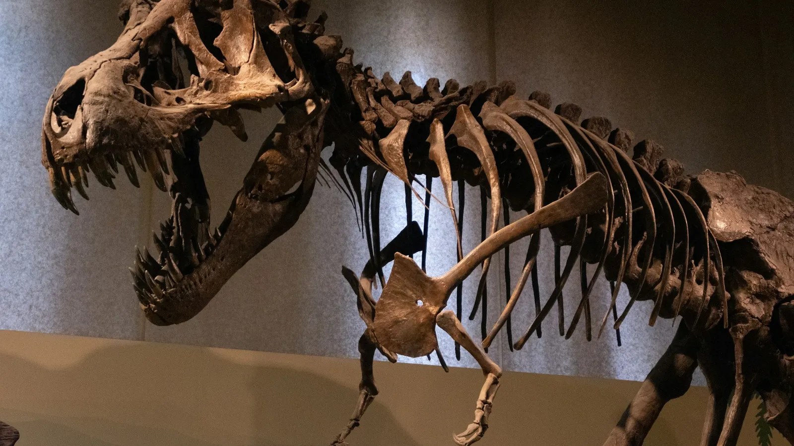A dinosaur skeleton displayed in a museum