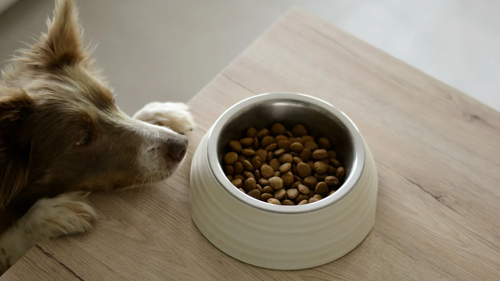 A dog sniffing a bowl of dry food