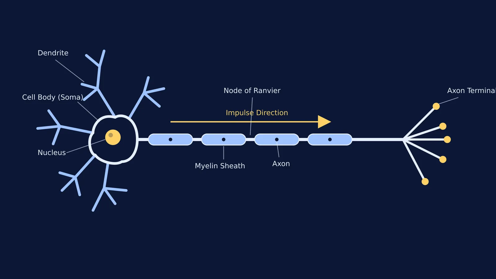 A drawn diagram of a multipolar neuron labeled with dendrites, axon, and nerve endings.