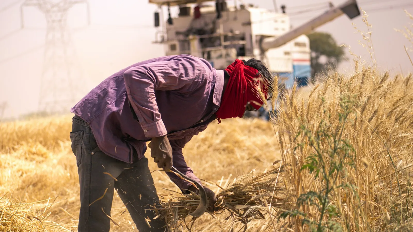 A farmer cutting ripe wheat by hand in a field