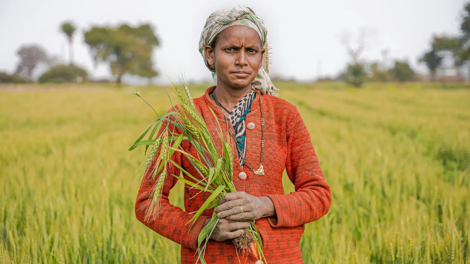 A farmer holding stalks of wheat in a field