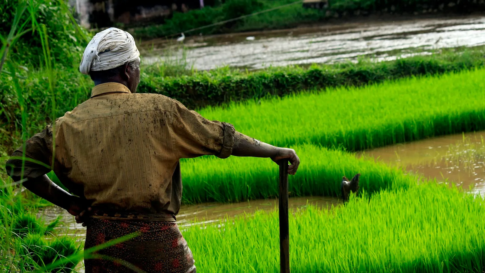 A farmer walking along the edge of a green rice field