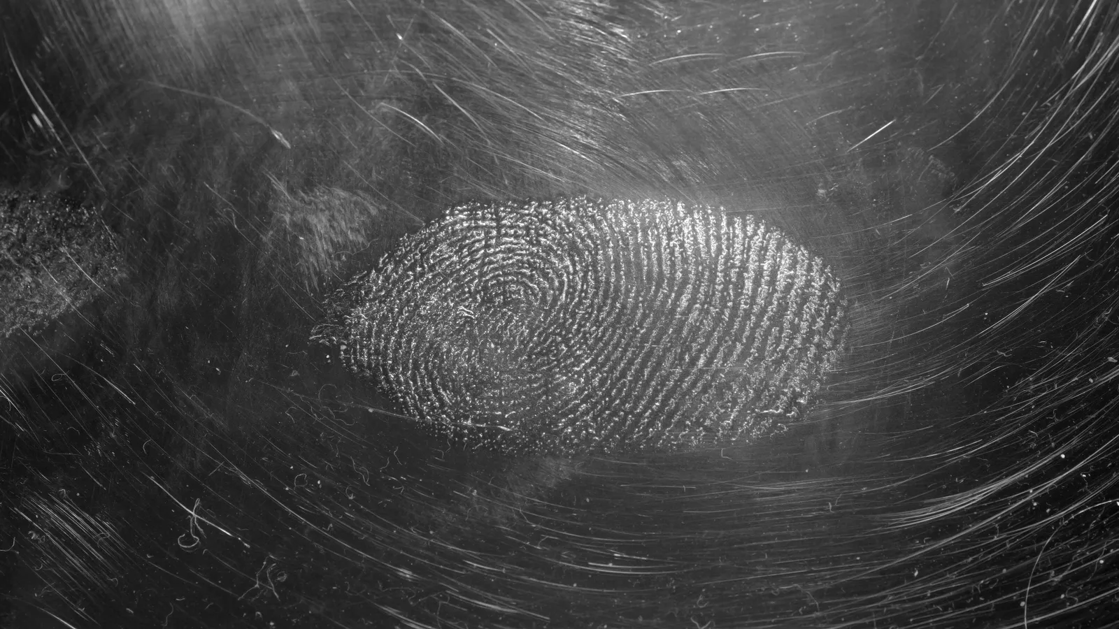 A fingerprint pattern in close-up, black and white