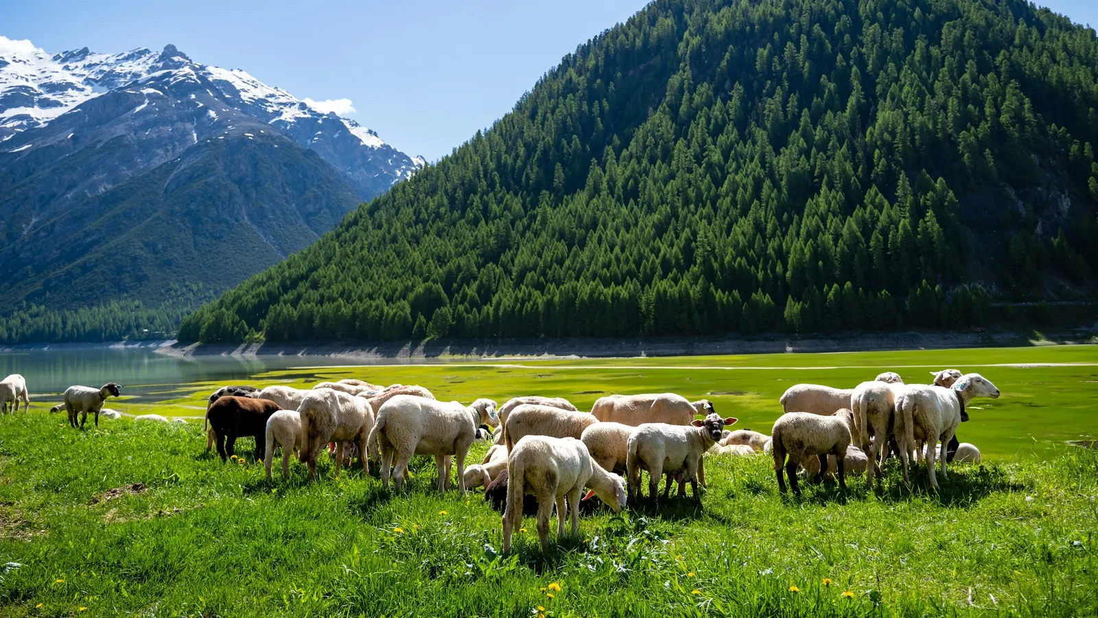 A flock of sheep grazing in a green valley