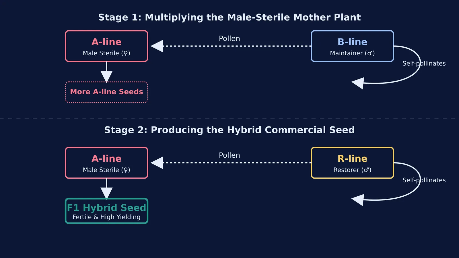 A flowchart of the three-line hybrid rice breeding system