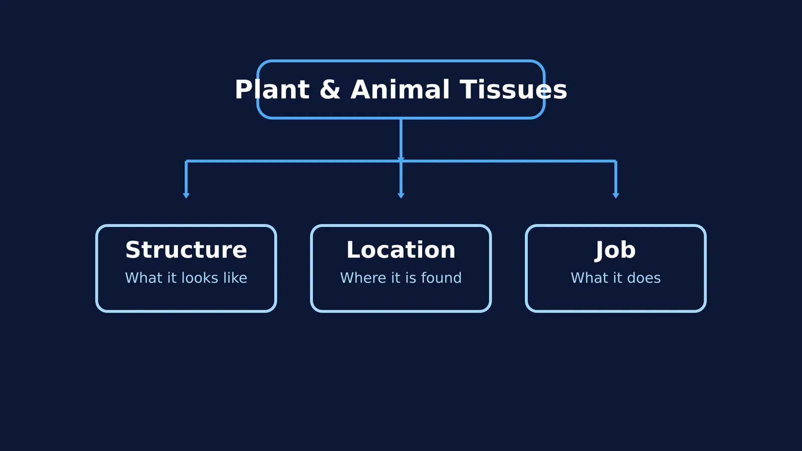 A flowchart showing that studying plant and animal tissues involves three pillars: Structure, Location, and Job.