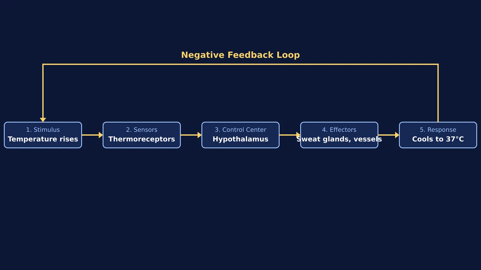 A flowchart showing the negative feedback loop of thermoregulation from stimulus to response.
