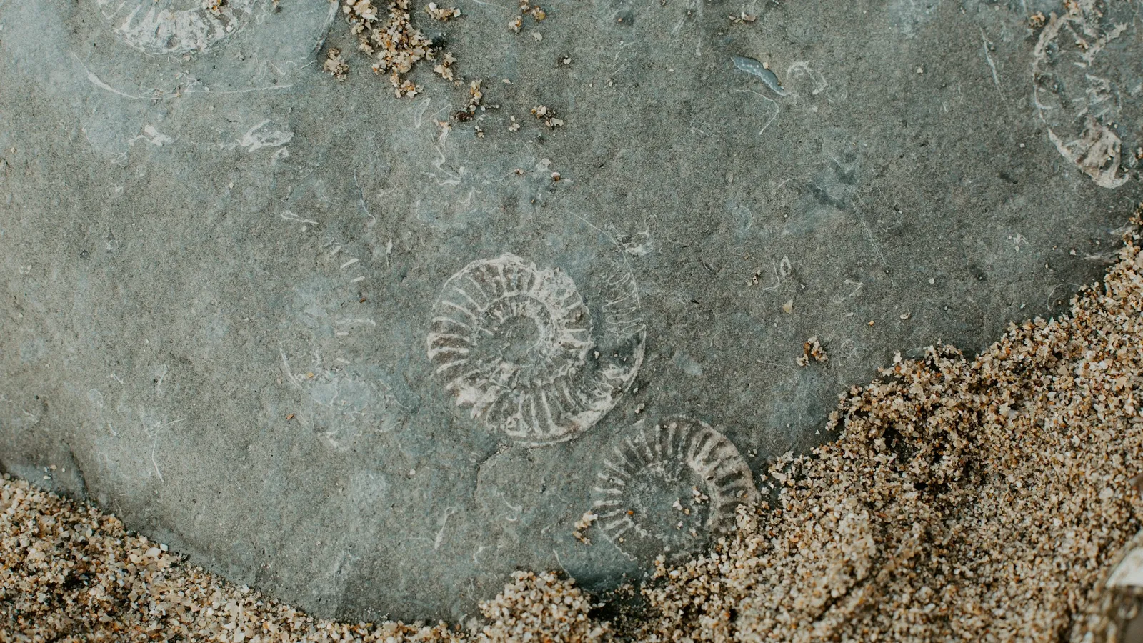 A fossil ammonite impression in grey rock