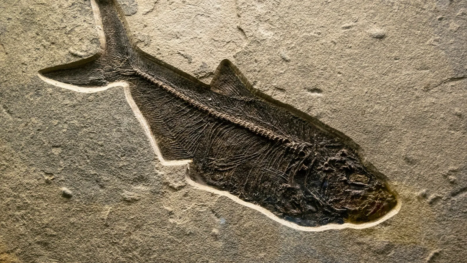 A fossil fish pressed into pale stone