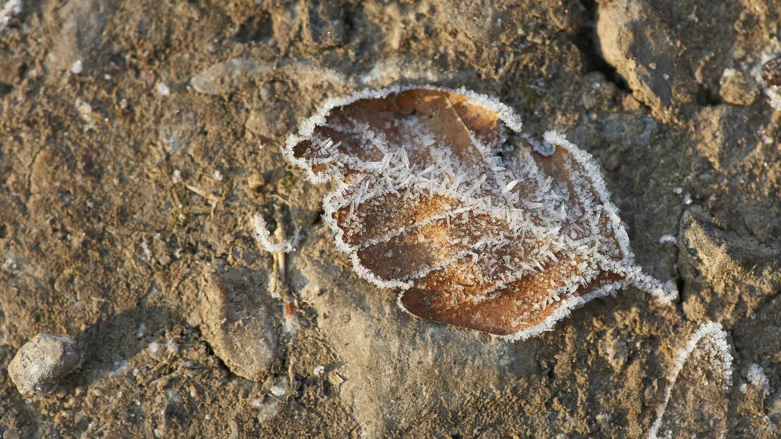 A fossil leaf imprint in pale rock