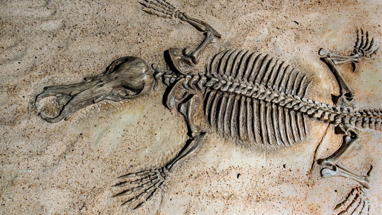 A fossil reptile skeleton set in stone