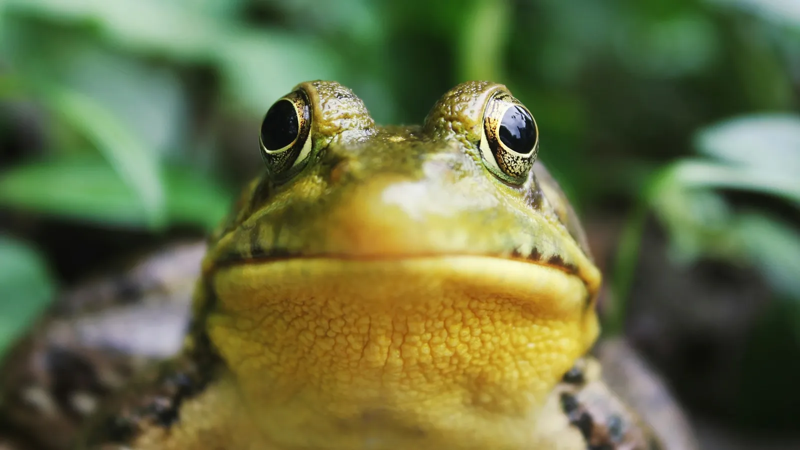 A frog sitting among green leaves