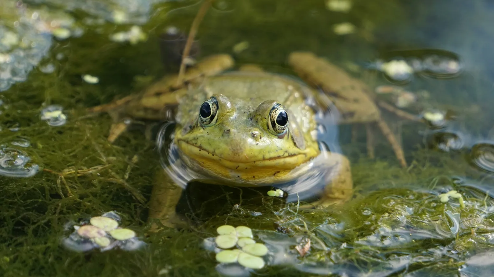A frog sitting in a green pond
