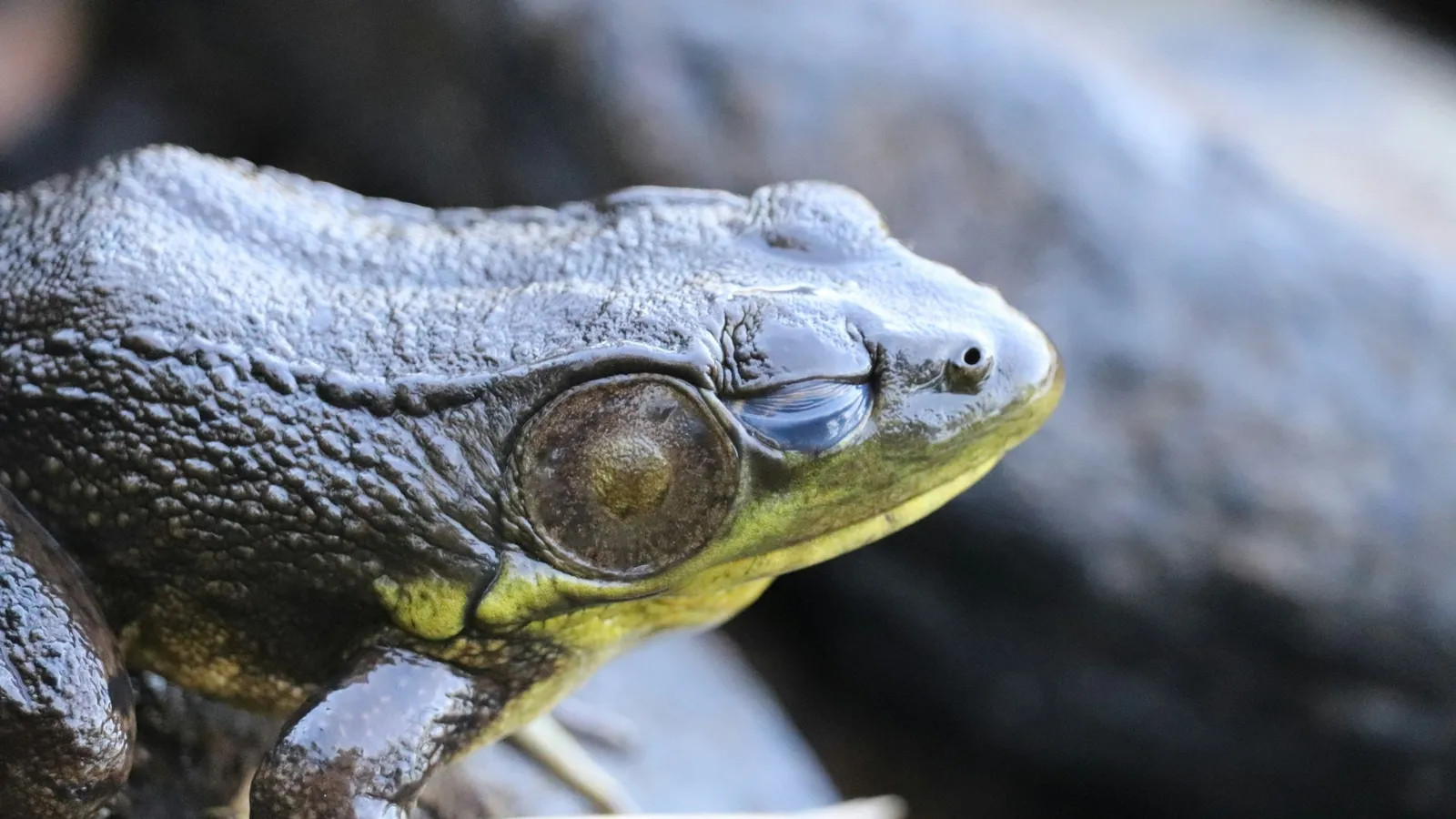 A frog sitting on a dark rock
