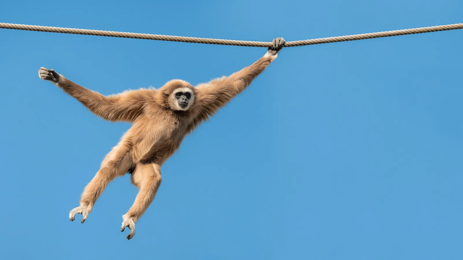 A gibbon hanging from a rope with both arms