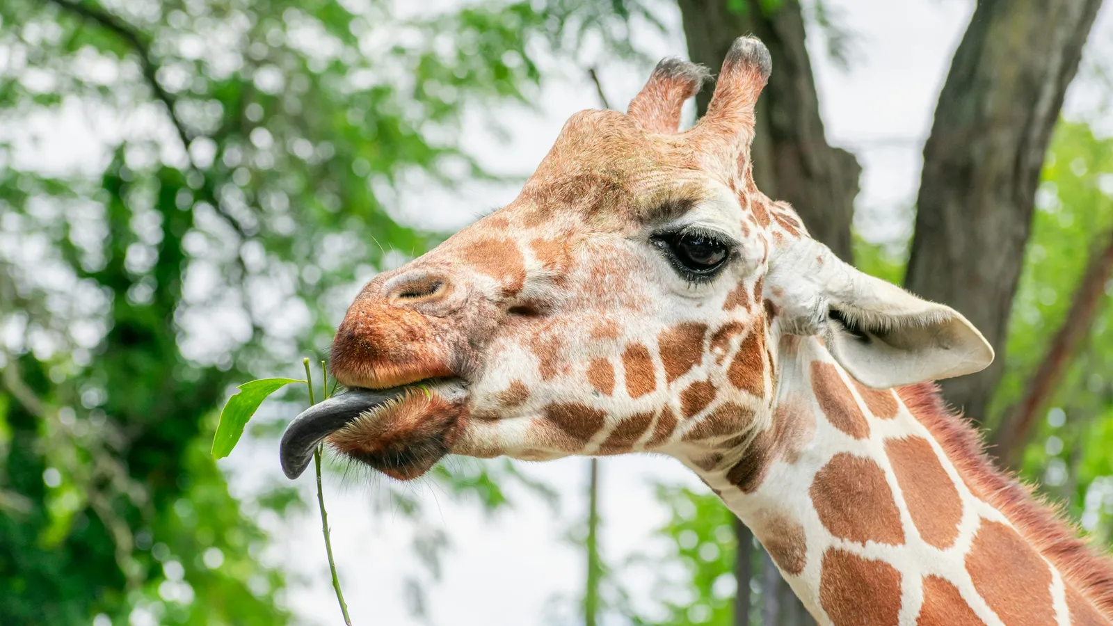 A giraffe stretching its neck to eat leaves
