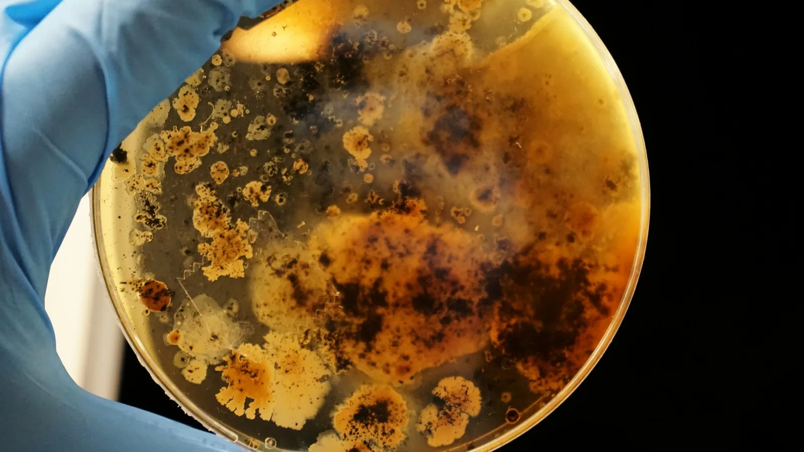 A gloved hand holding a petri dish with bacterial growth