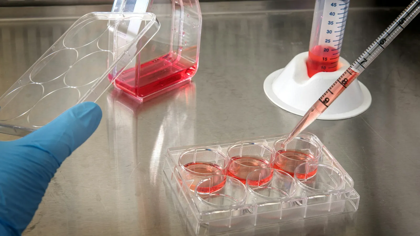 A gloved hand pipetting into cell culture flasks