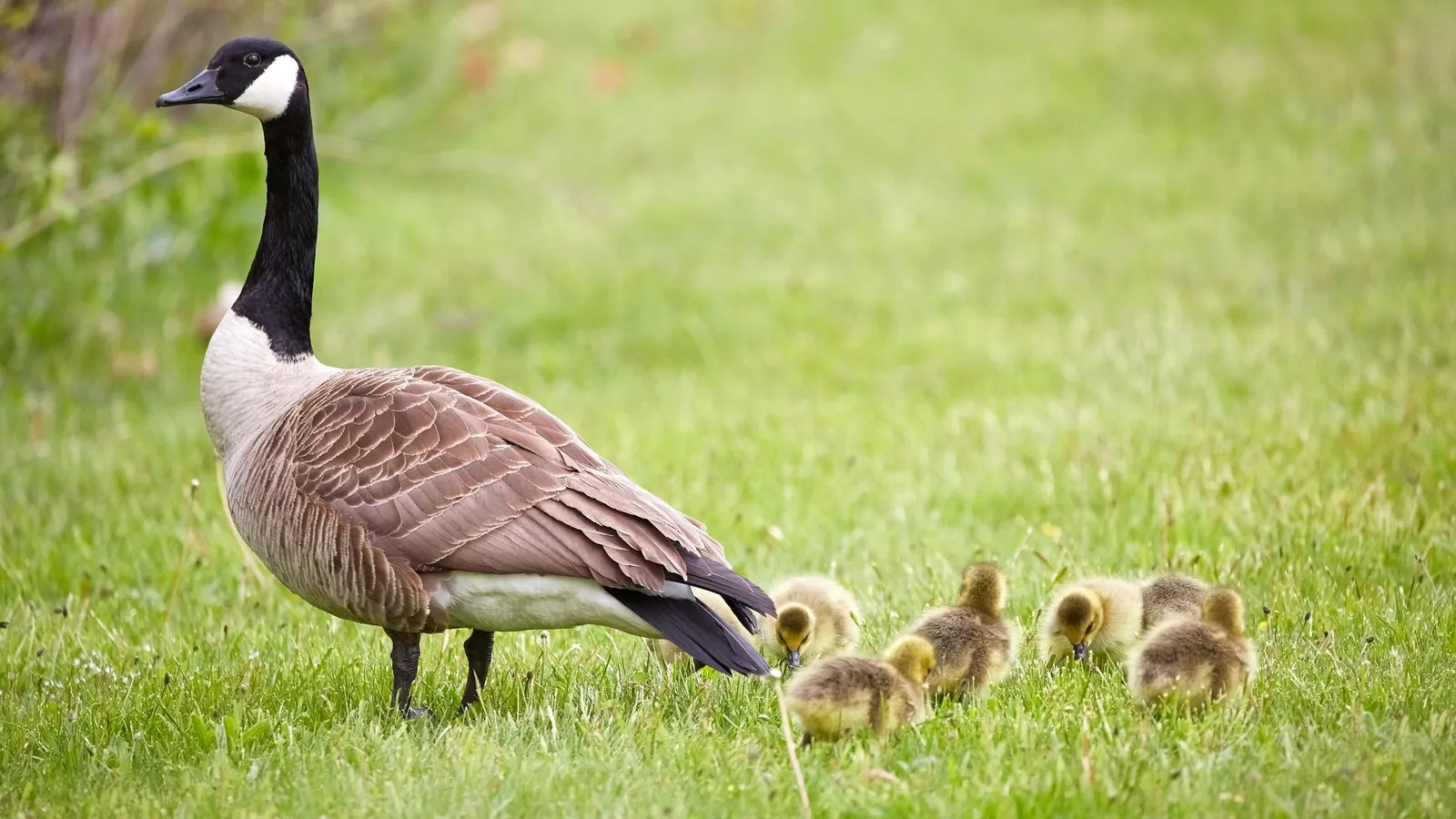 A goose leading a line of goslings across grass