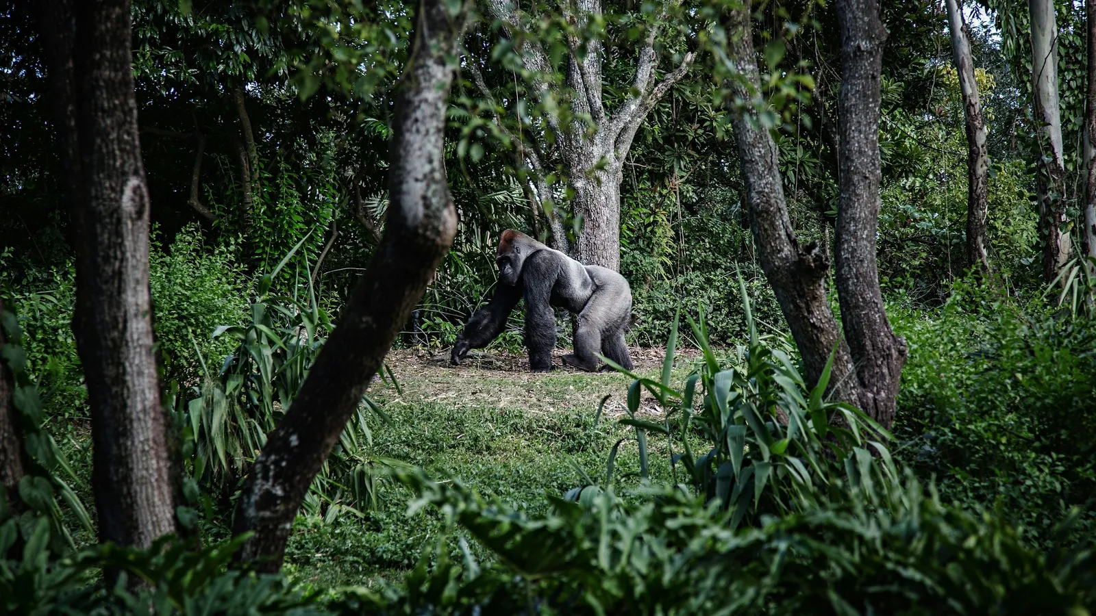 A gorilla sitting among trees in a forest clearing