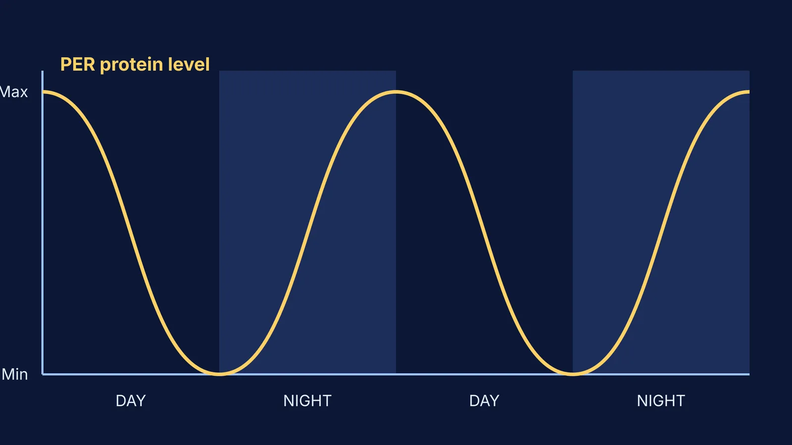 A graph showing the 24-hour cycle of the PER protein