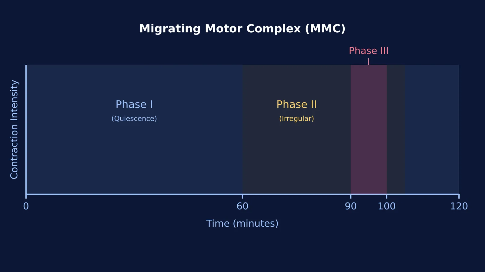 A graph showing the four phases of the migrating motor complex over 120 minutes.