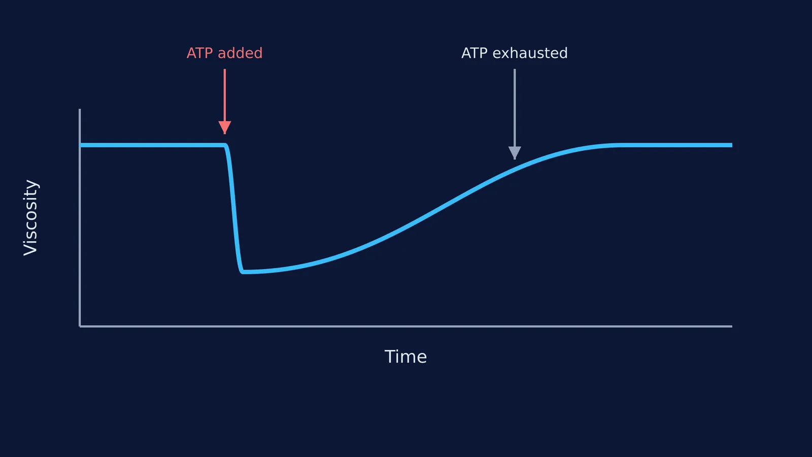 A graph showing viscosity dropping when ATP is added, then recovering.
