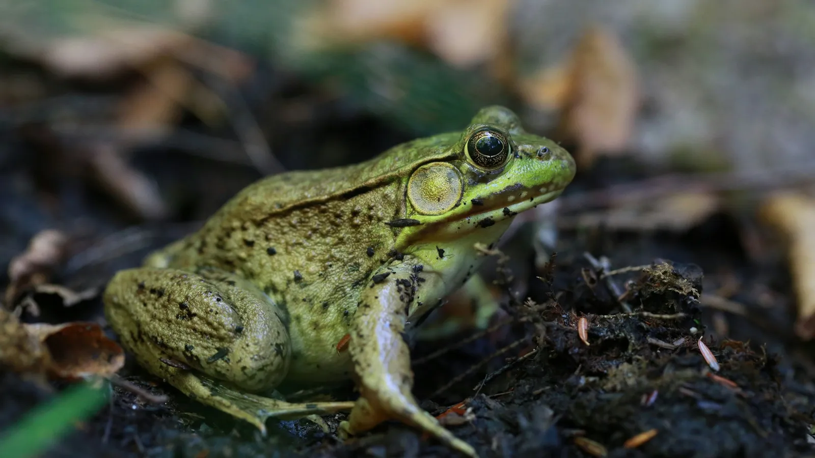 A green frog sitting among damp leaves