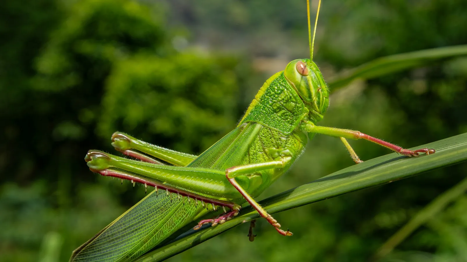 A green grasshopper resting on a plant stem