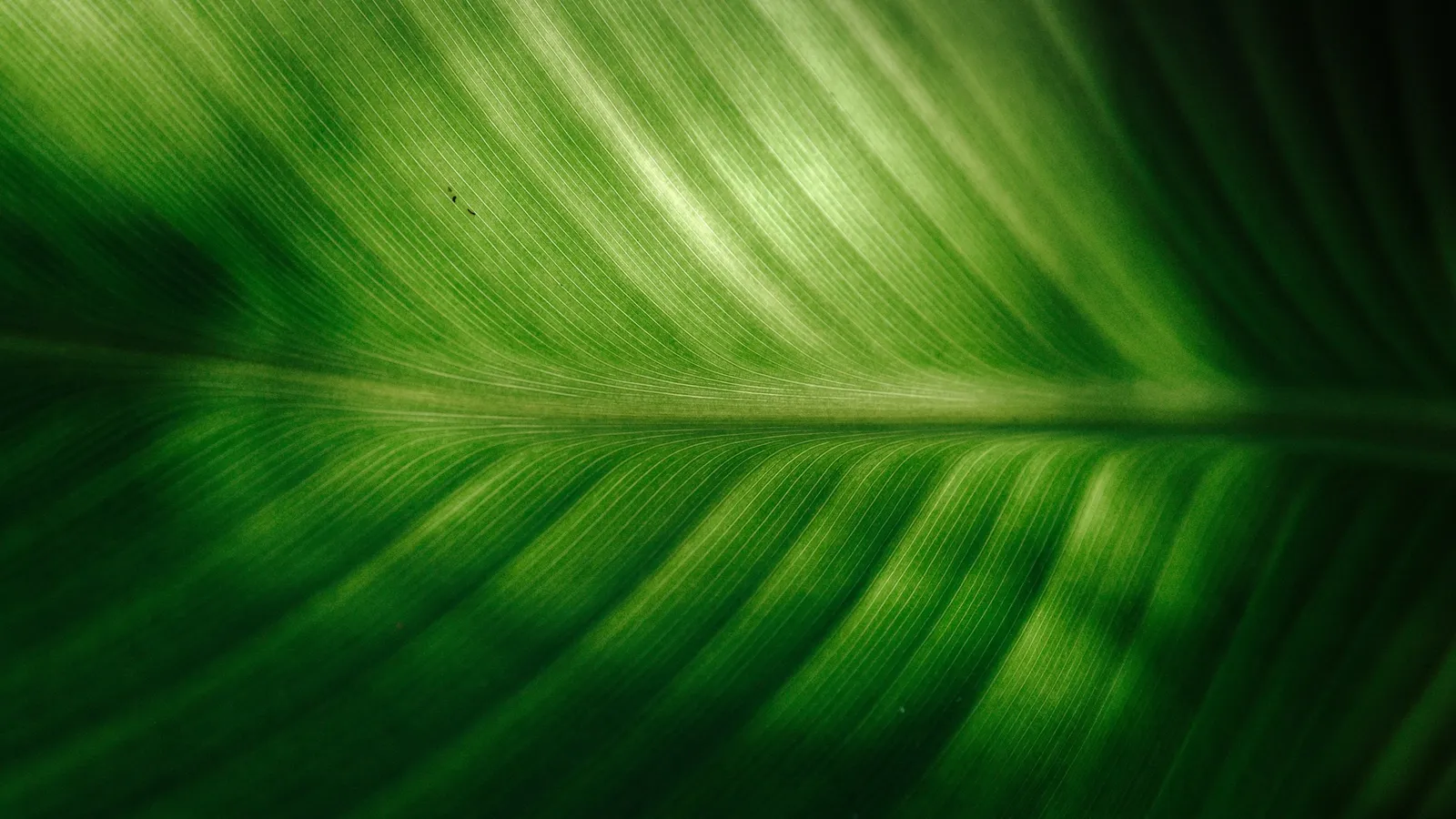 A green leaf lit from behind showing its veins