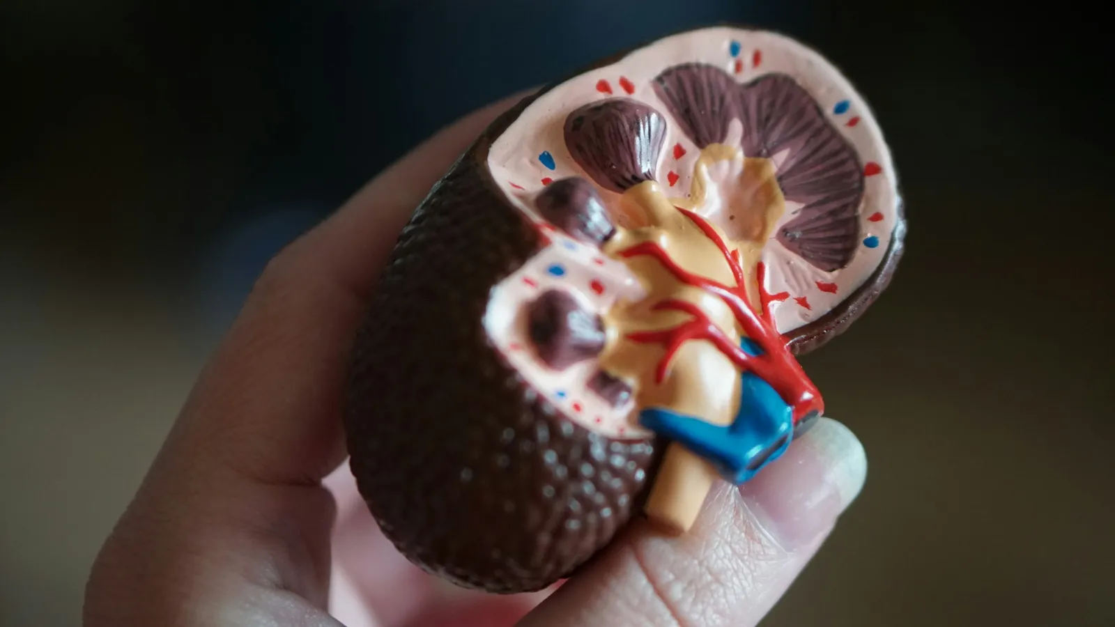 A hand holding a cut-away anatomical model of a kidney