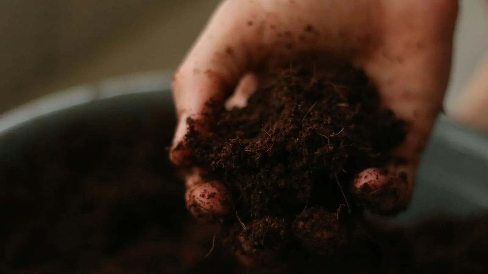 A hand holding a handful of dark soil