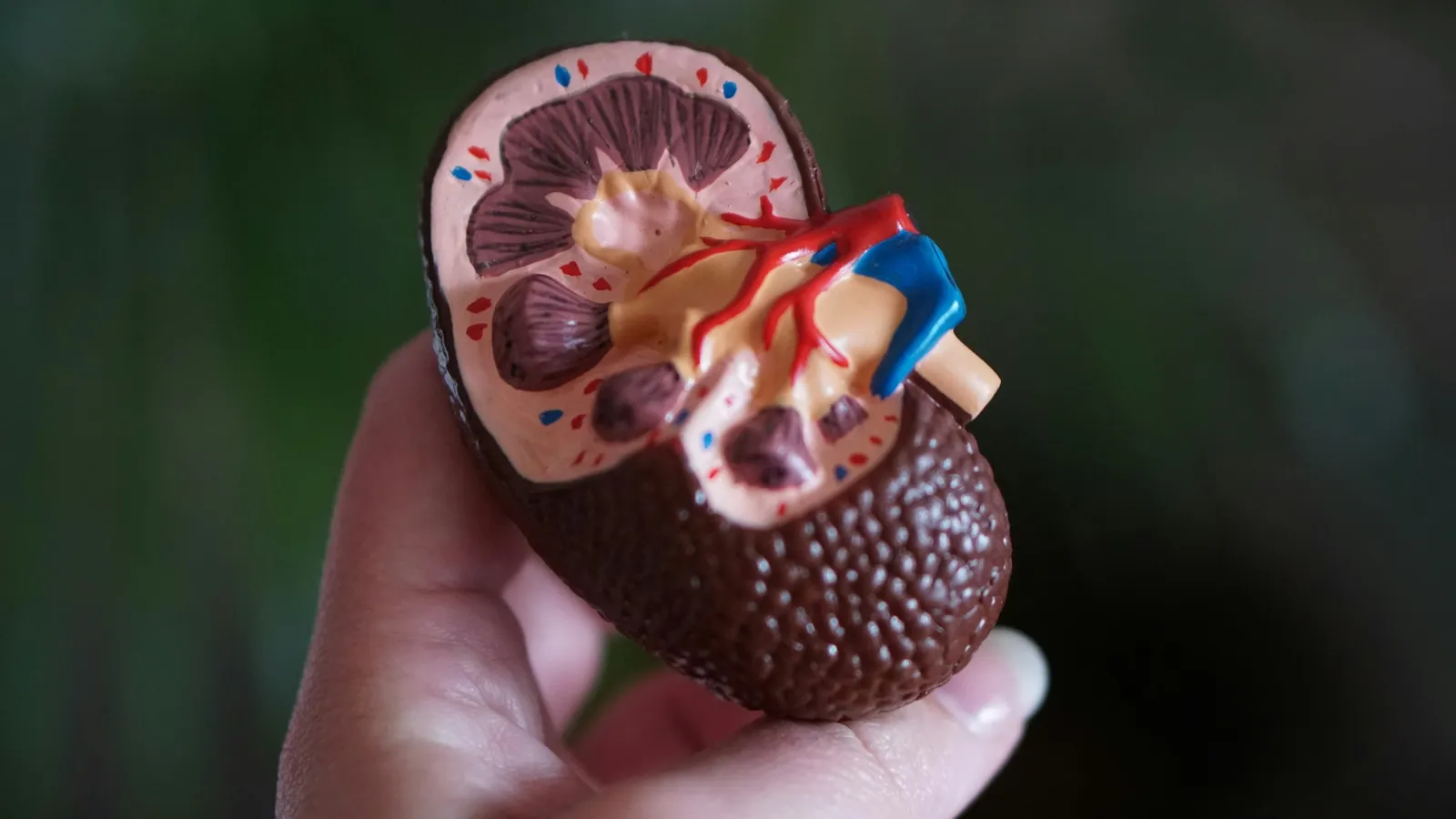 A hand holding a model of a human kidney