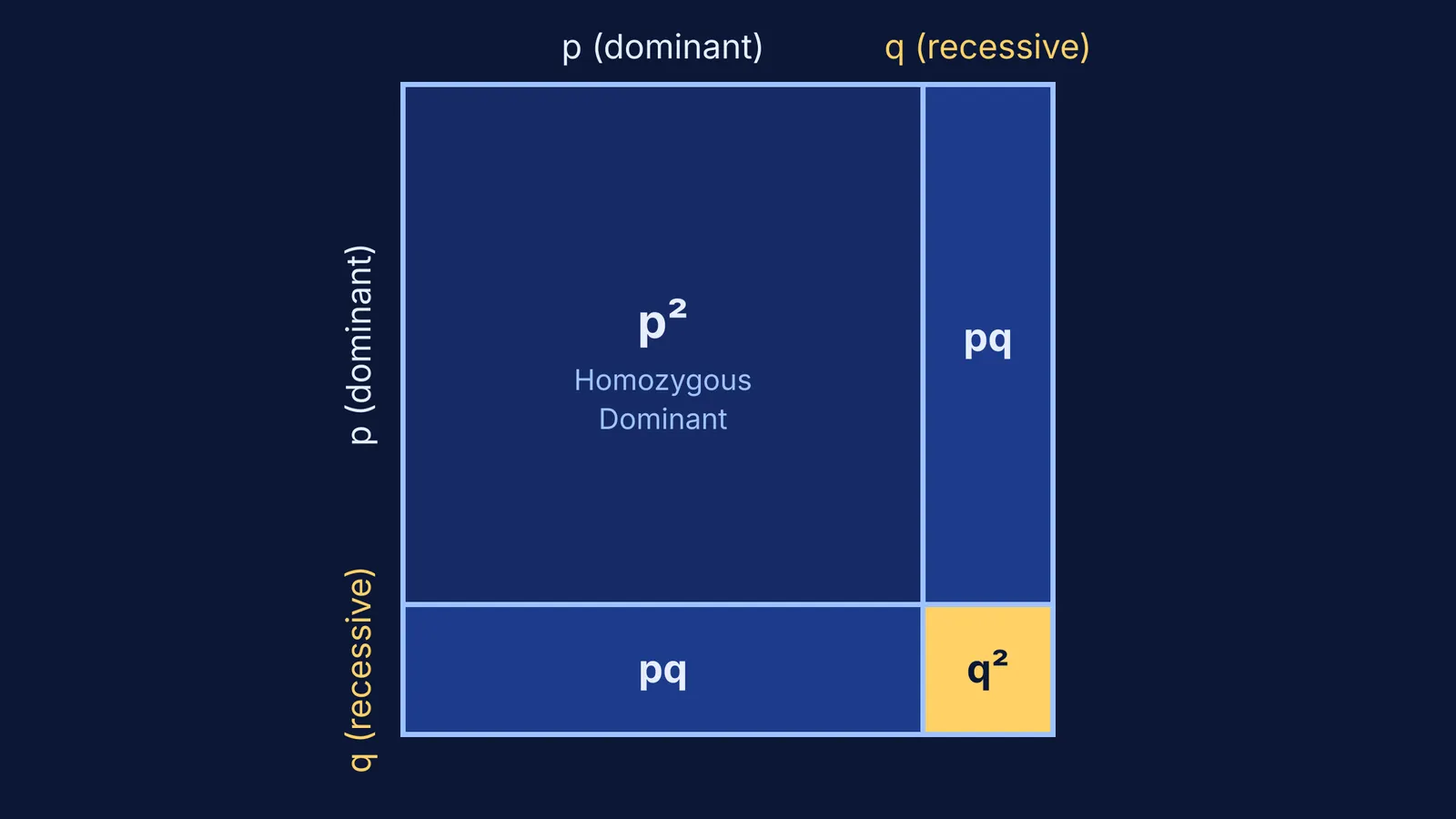 A Hardy-Weinberg genetic square diagram