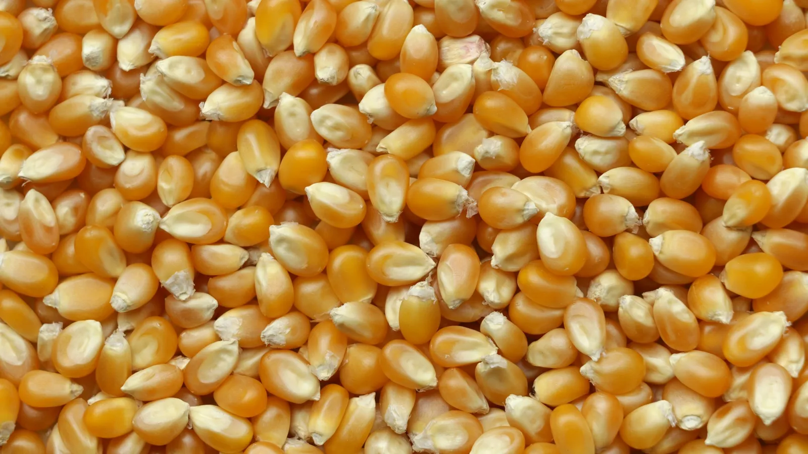 A heap of dried maize kernels