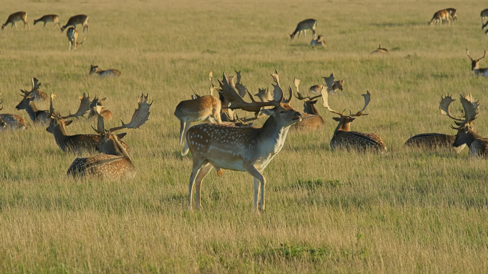 A herd of deer grazing in a grassy field