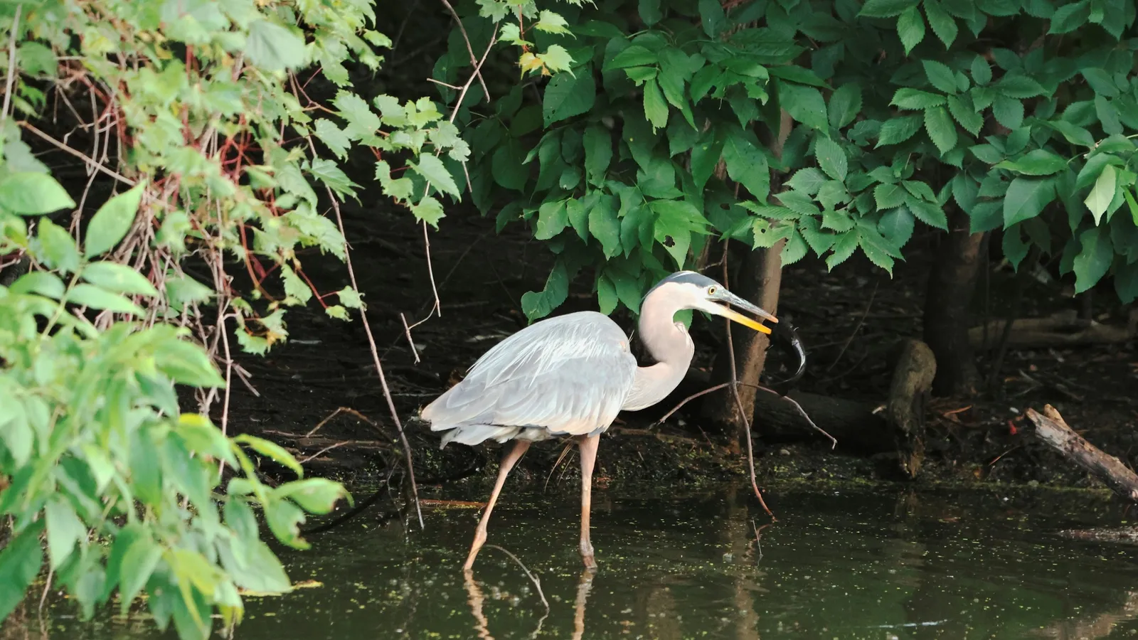 A heron hunting in shallow water