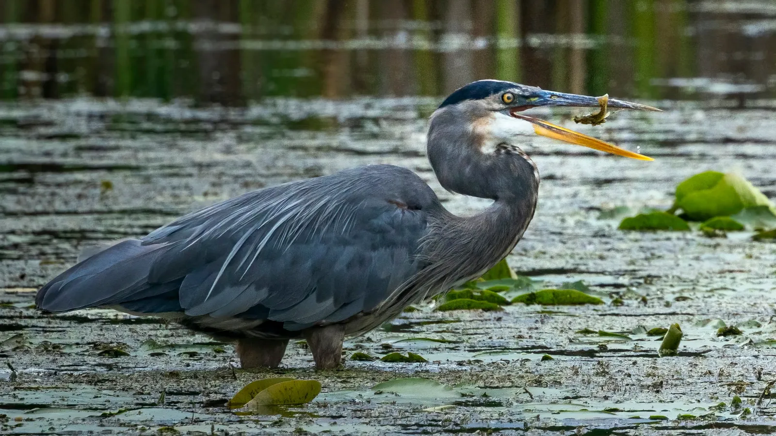 A heron standing in a pond with a fish in its beak
