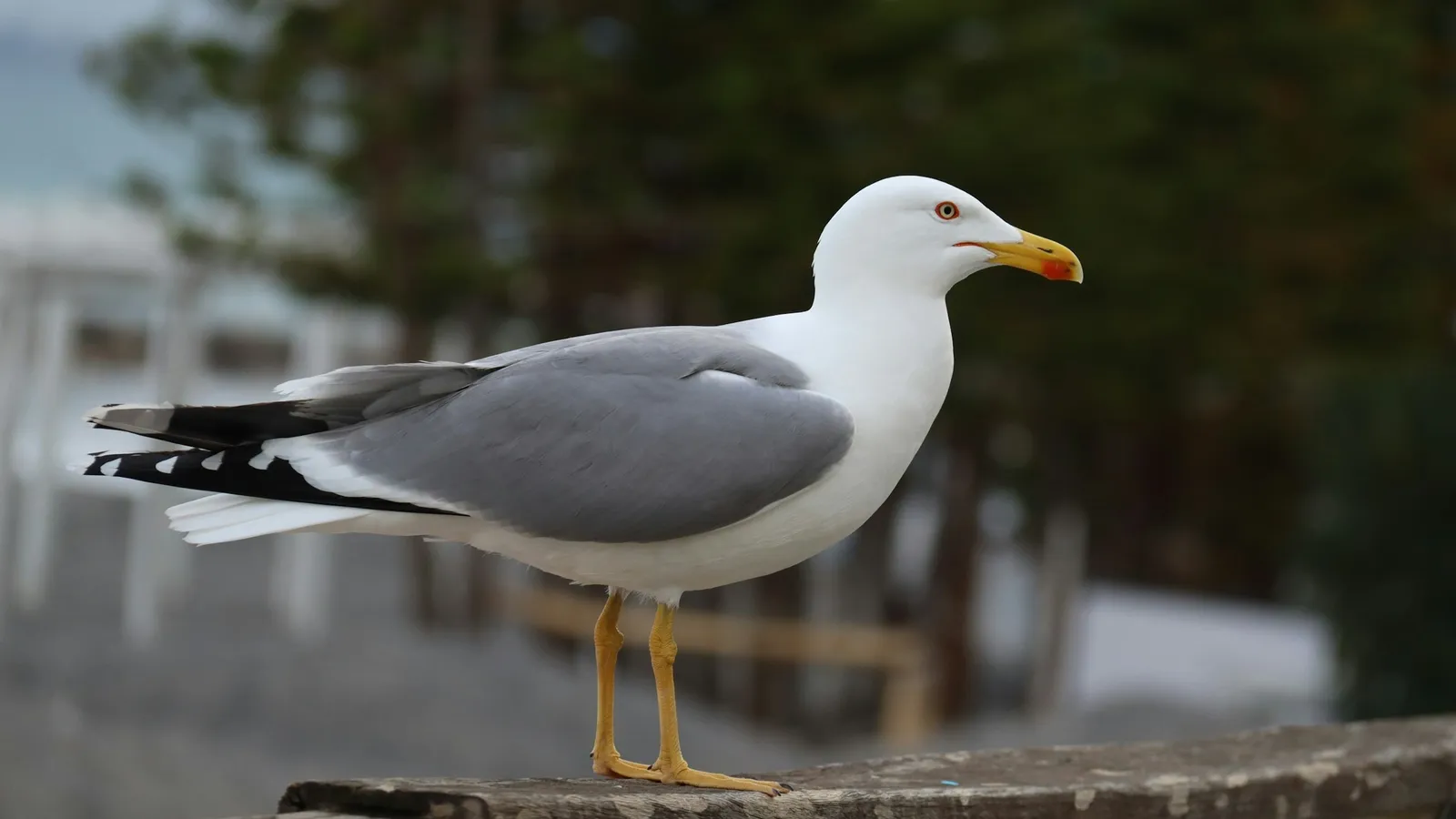 A herring gull with a red spot on its yellow bill
