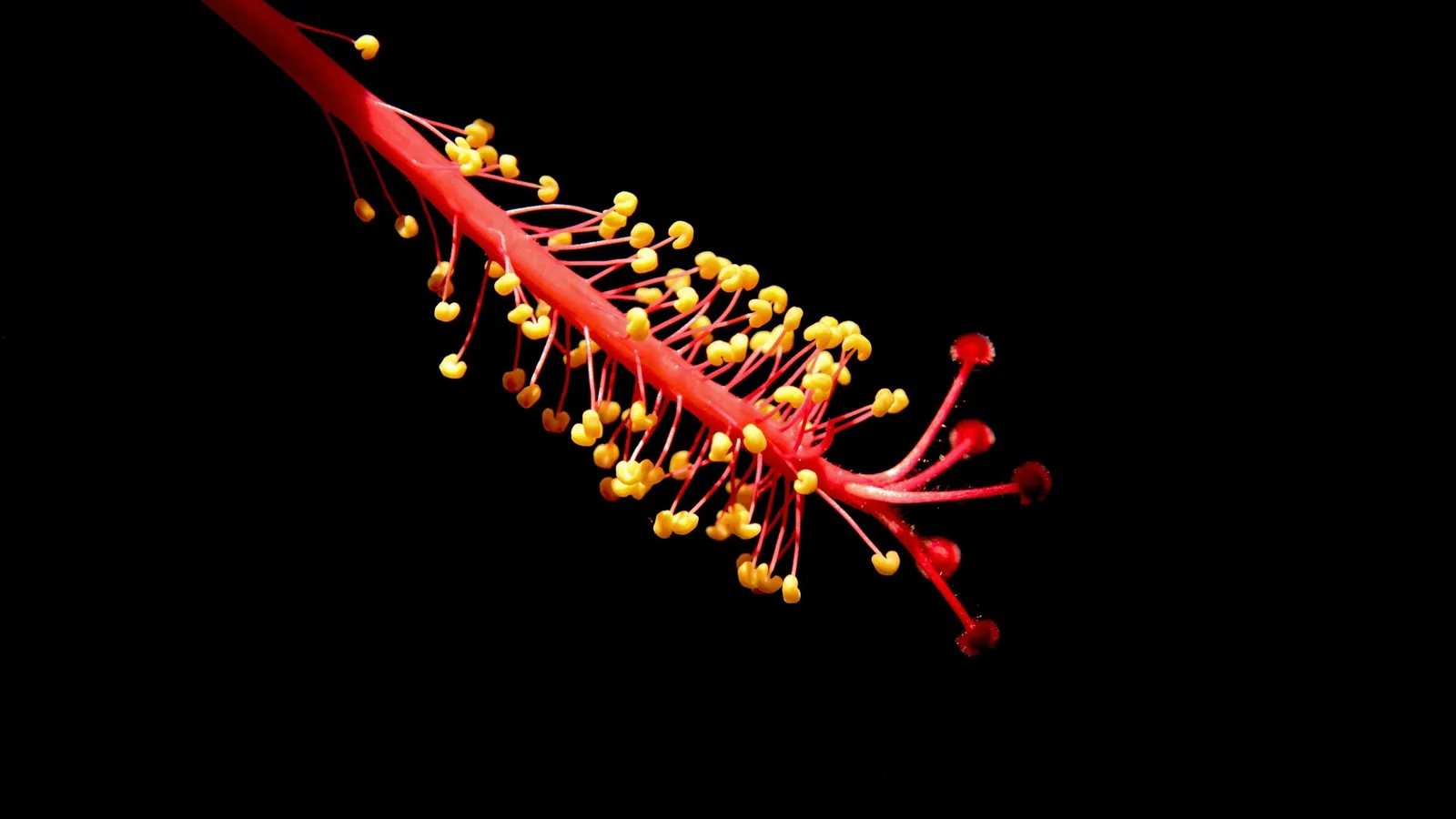 A hibiscus stamen covered in pollen on black