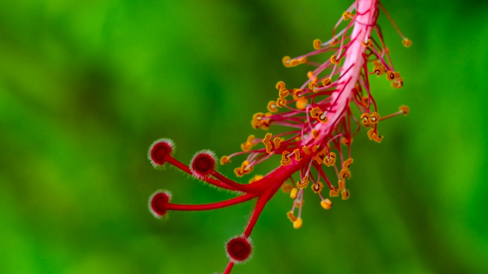 A hibiscus stamen dusted with pollen