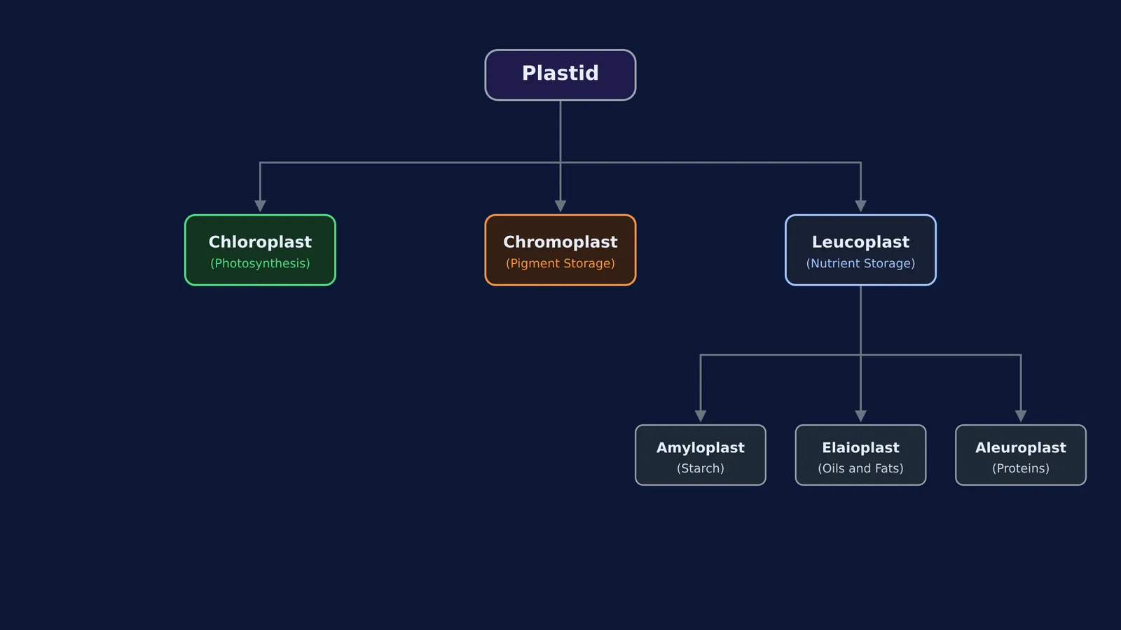 A hierarchy diagram showing the main plastid types and leucoplast subtypes.