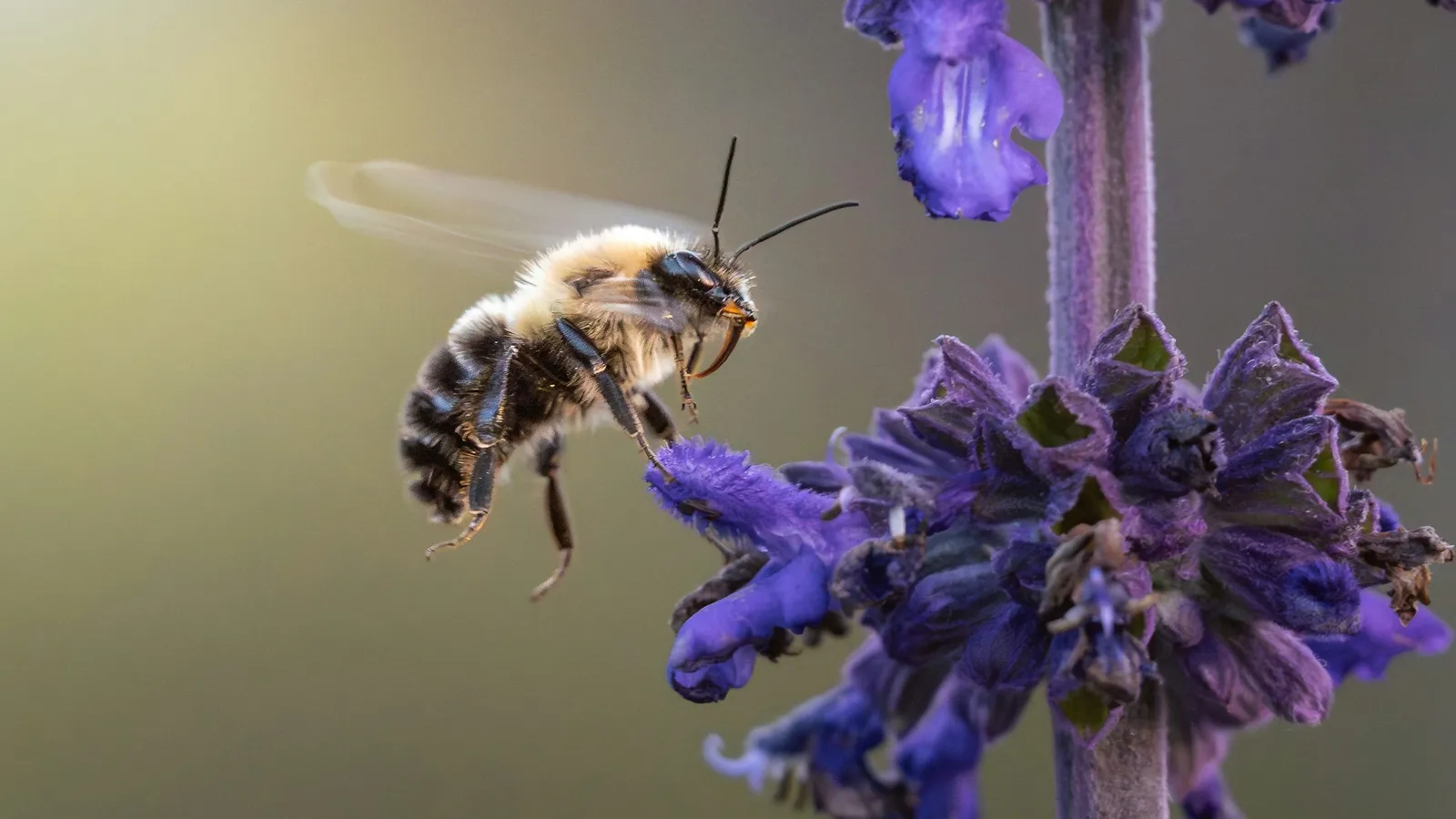 A honeybee in flight approaching purple flowers