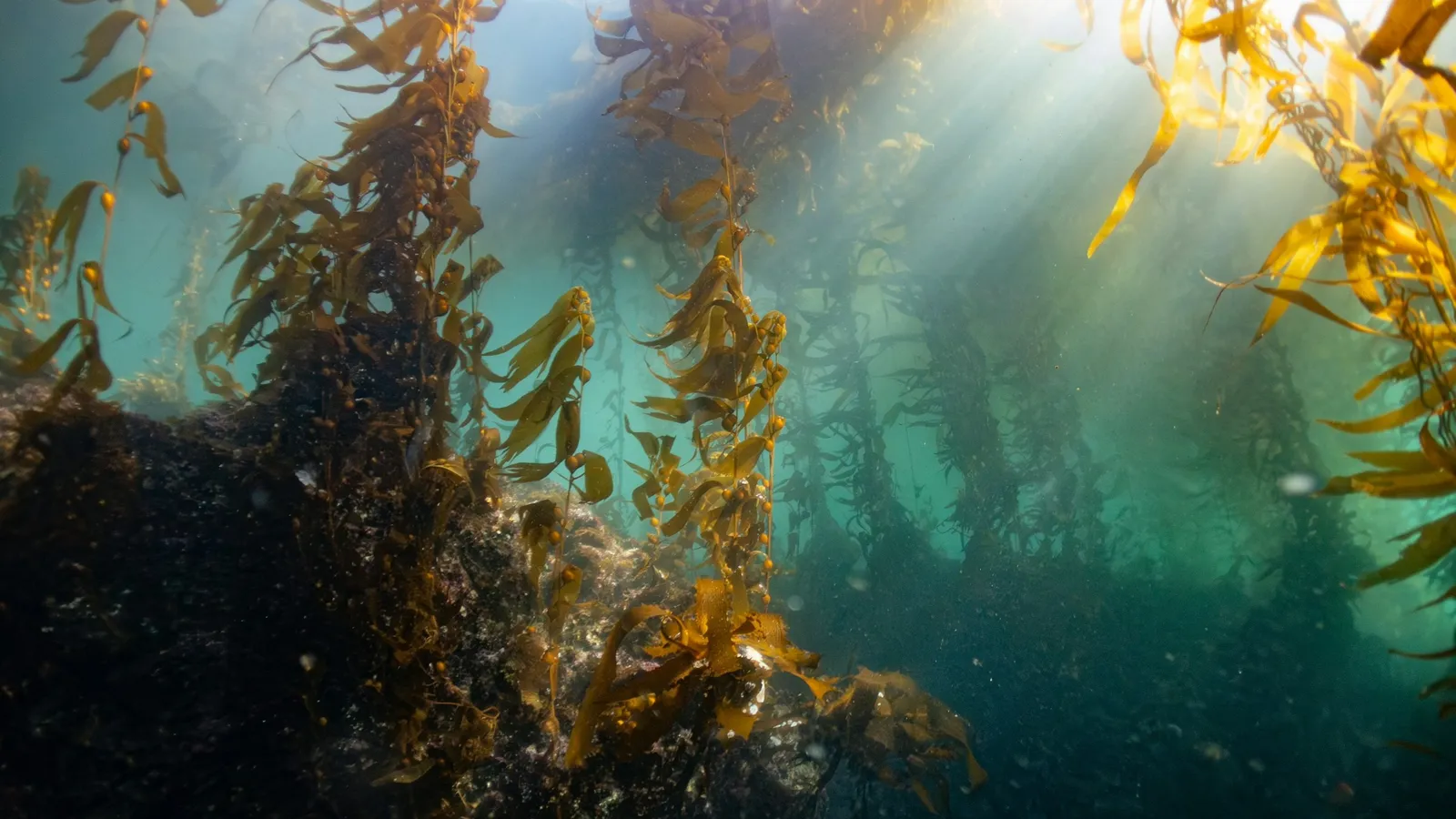 A kelp forest underwater with sunlight streaming in