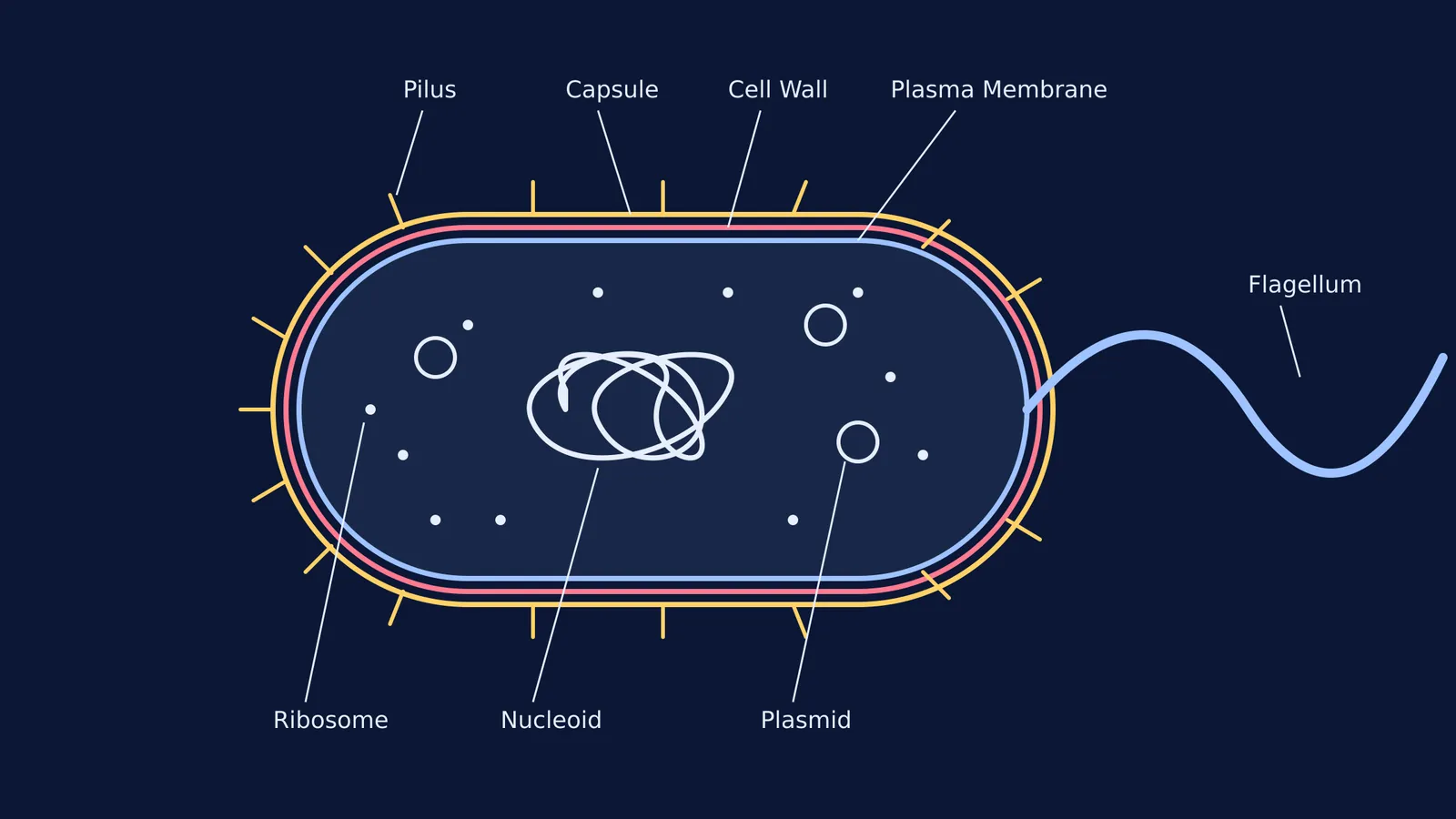 A labelled diagram of a bacterial cell
