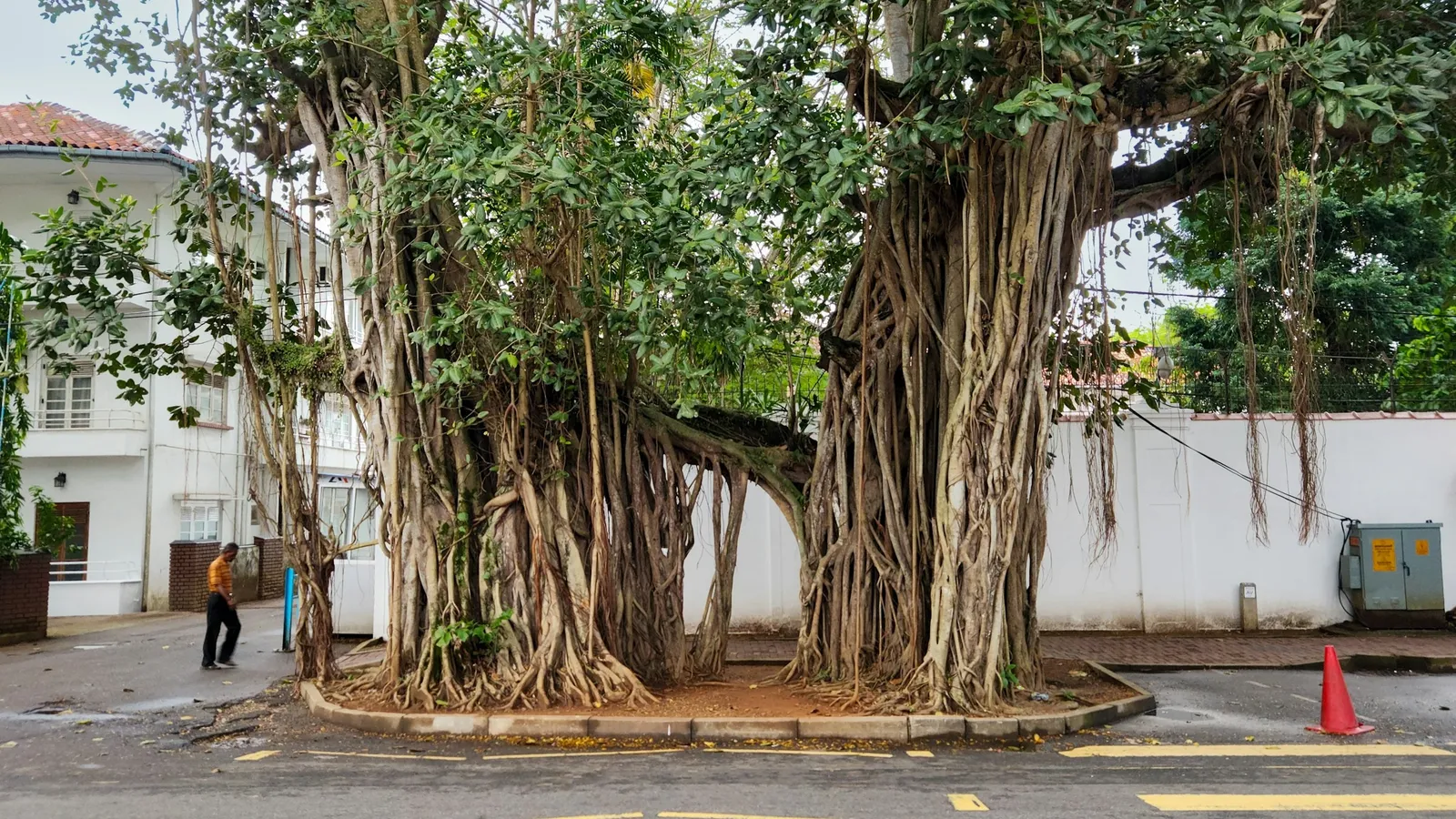 A large banyan tree with hanging roots beside a road
