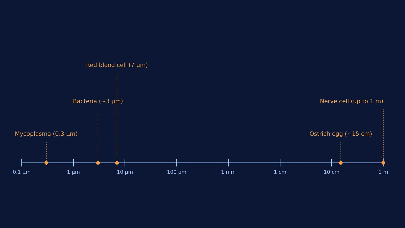 A logarithmic scale showing biological cell sizes from Mycoplasma to an ostrich egg
