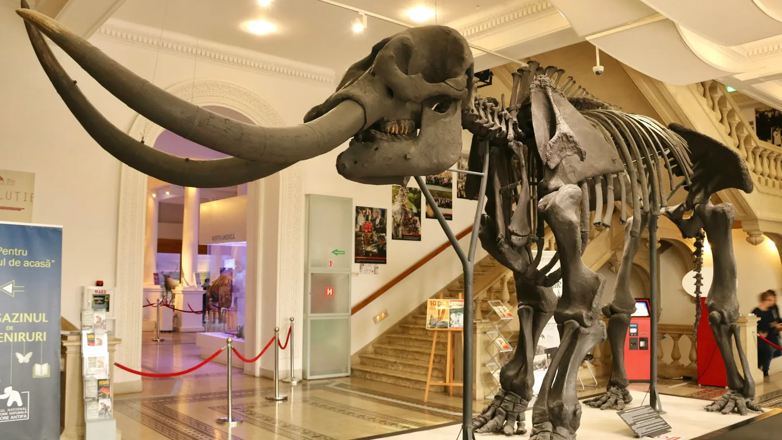 A mammoth skeleton displayed in a museum hall